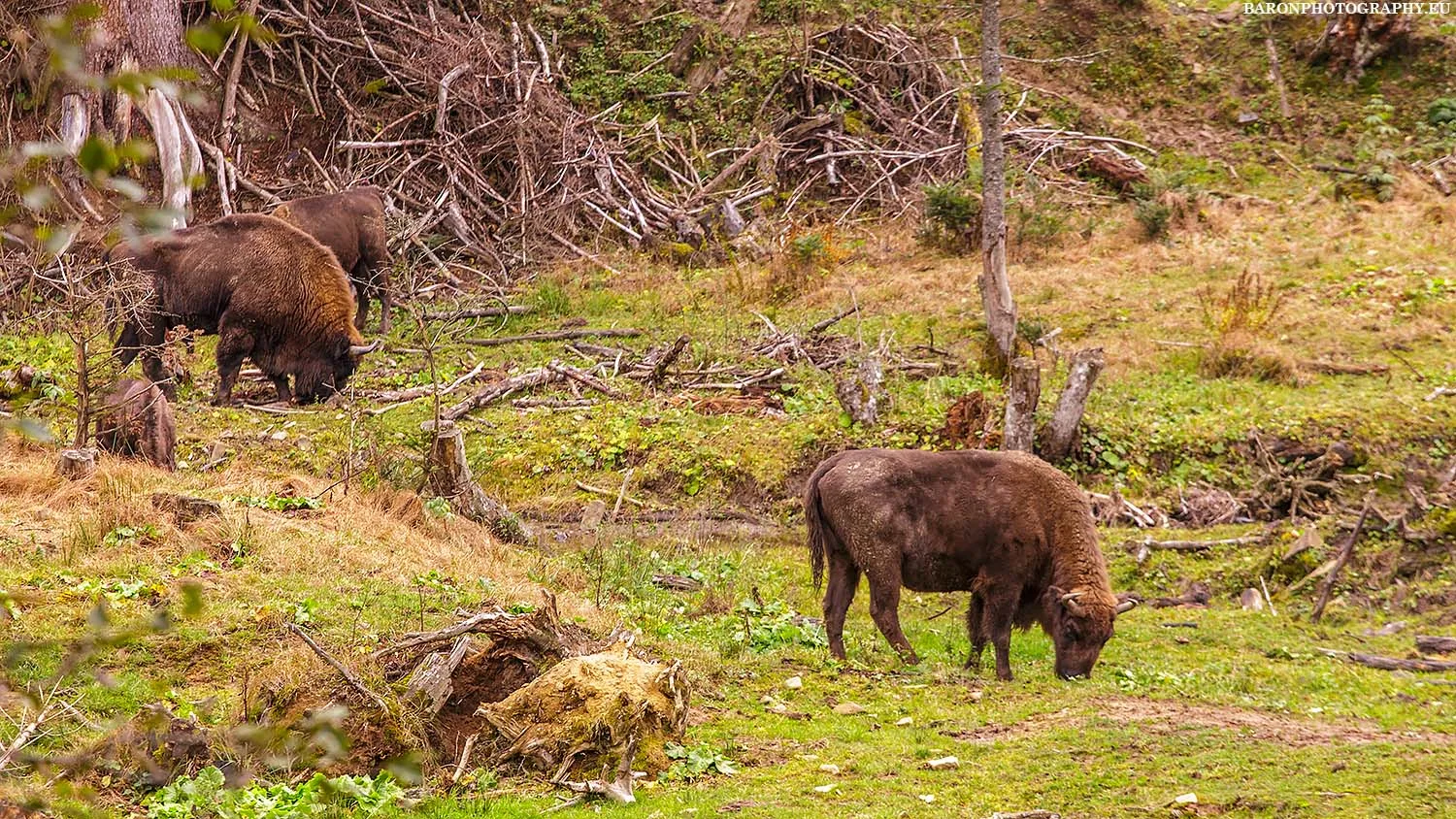 Bieszczady - Pokazowa zagroda Żubrów