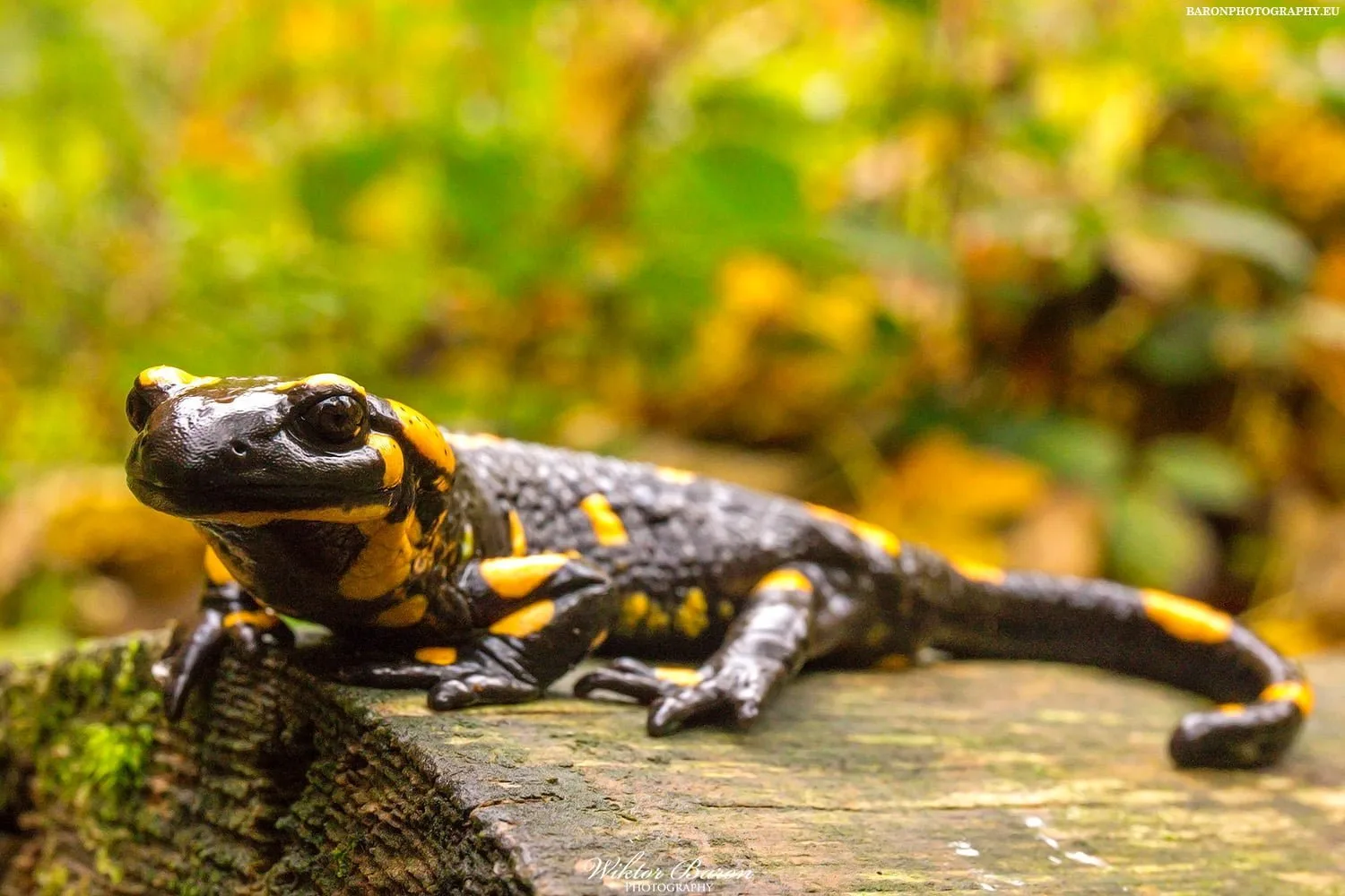 Beskid Sądecki 22 Salamandra Plamista