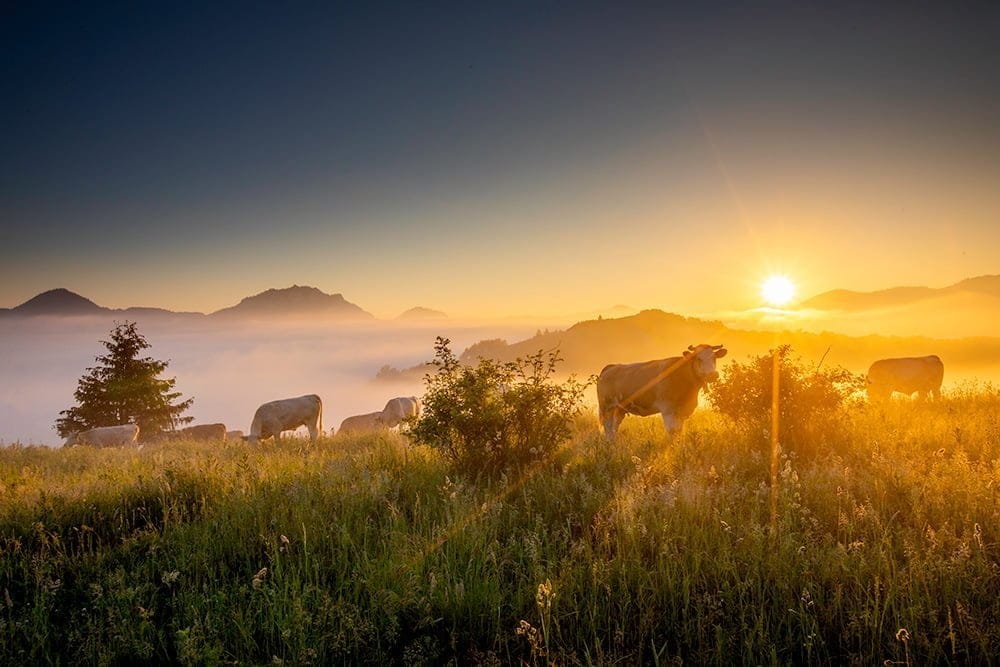 Indywidulane Warsztaty Fotograficzne Pieniny