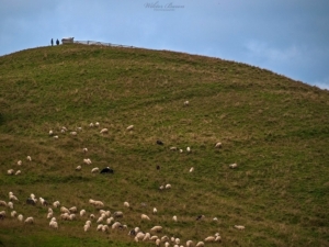 Owieczki w Pieninach Małych                                                 