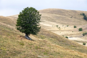 Bośnia i Hercegowina