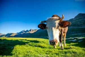 Góry Durmitor 