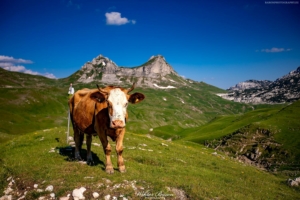 Góry Durmitor 