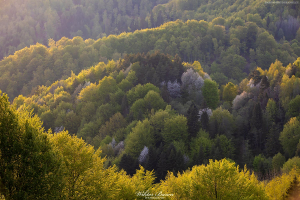 Beskid Sądecki 