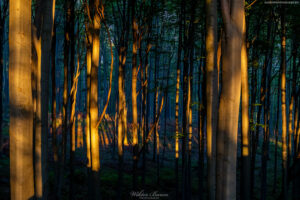 Bukowy las w Beskidzie Sądeckim