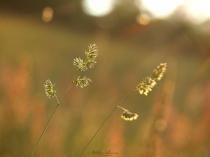 Beskid Wyspowy 