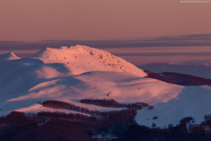 Tarnica