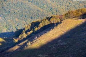 Widok z Połoniny Caryńskiej 