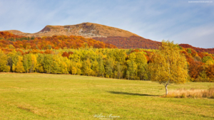 Tarnica