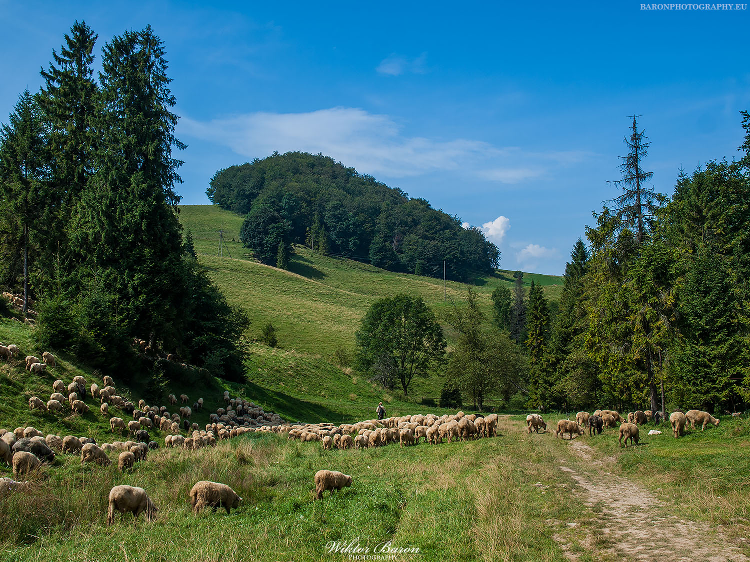 Polana pod Wysoką