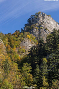 Sokolica