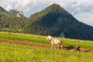 PIENINY-SROMOWCE-4