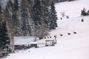 Widok z Wysokiego Wierchu na Pieniny