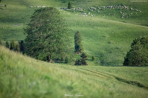 Przełęcz Rozdziela 