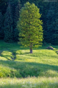 Przełęcz Rozdziela 