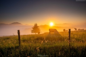 Pieniny