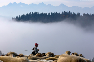 PIENINY-22