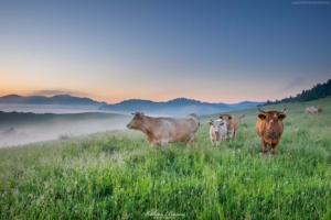 Pieniny