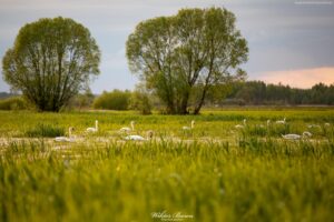 Podlasie 