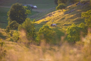 Góry Bucegi