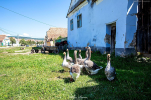 Zabudowania wsi Viscri w Transylwanii  