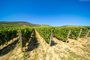 Tokaj