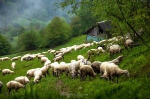 Stado owiec w Łomnicy