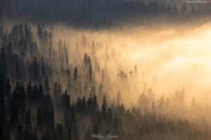 Widok ze Szrenicy