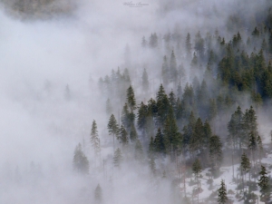 Mgła          