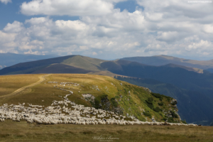 Transalpina