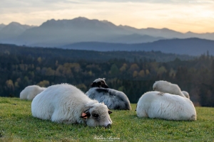 Śpiące owce 