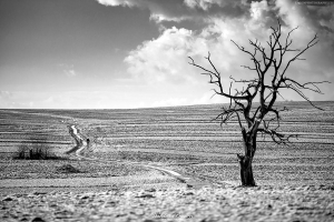 Fotografia Czarno Biala Wyżyna Krakowsko Częstochowska