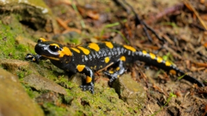 Salamandra Plamista      