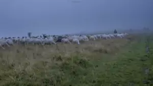 Owieczki w Pieninach                    